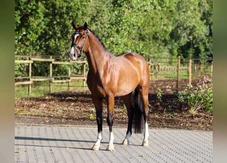 KWPN, Castrone, 4 Anni, 168 cm, Baio