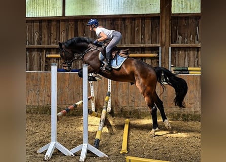 KWPN, Castrone, 4 Anni, 168 cm, Baio