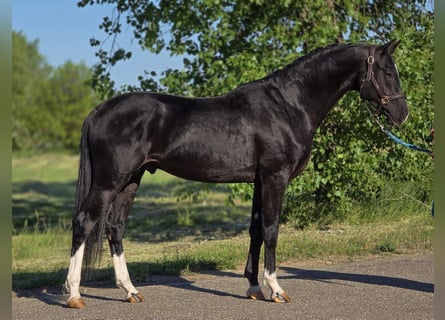 KWPN, Castrone, 4 Anni, 168 cm, Morello