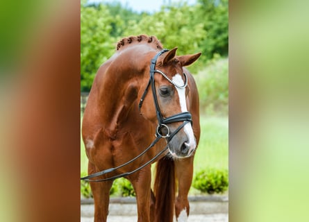 KWPN, Castrone, 4 Anni, 168 cm, Sauro
