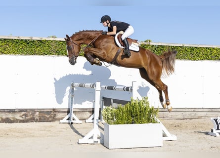 KWPN, Castrone, 4 Anni, 168 cm, Sauro