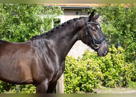 KWPN, Castrone, 4 Anni, 170 cm, Baio nero