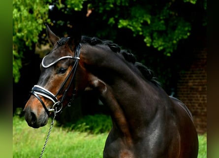 KWPN, Castrone, 4 Anni, 170 cm, Baio scuro