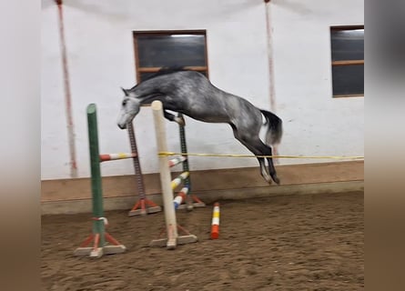 KWPN, Castrone, 4 Anni, 170 cm, Grigio