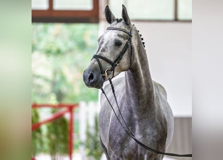 KWPN, Castrone, 4 Anni, 170 cm, Grigio