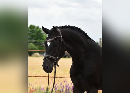 KWPN, Castrone, 4 Anni, 170 cm, Morello