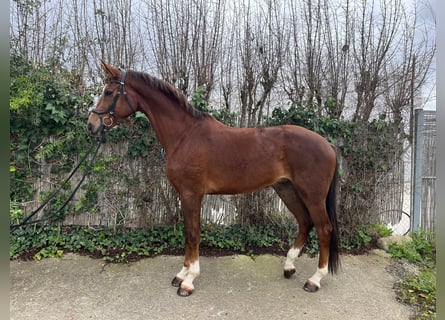 KWPN, Castrone, 4 Anni, 170 cm, Sauro scuro