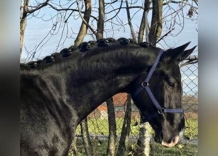 KWPN, Castrone, 4 Anni, 171 cm, Morello