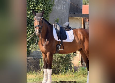 KWPN, Castrone, 4 Anni, 172 cm, Baio