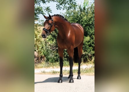 KWPN, Castrone, 4 Anni, 172 cm, Baio