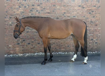 KWPN, Castrone, 4 Anni, 172 cm, Baio
