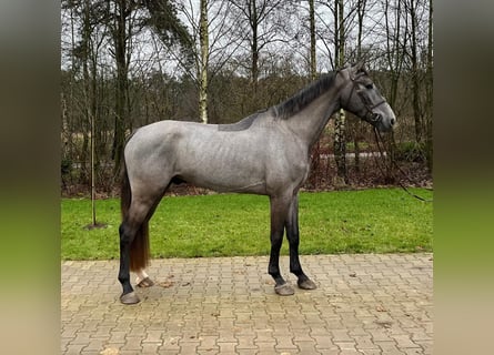 KWPN, Castrone, 4 Anni, 172 cm, Grigio