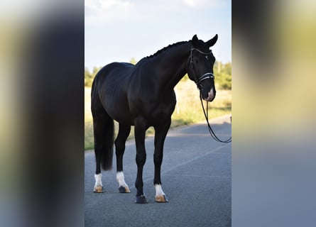 KWPN, Castrone, 4 Anni, 173 cm, Morello