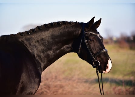 KWPN, Castrone, 4 Anni, 173 cm, Morello