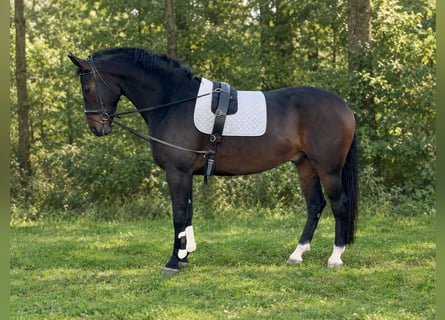 KWPN, Castrone, 4 Anni, 174 cm, Baio scuro