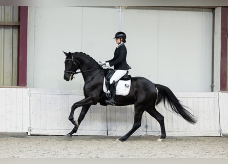 KWPN, Castrone, 4 Anni, 175 cm, Morello