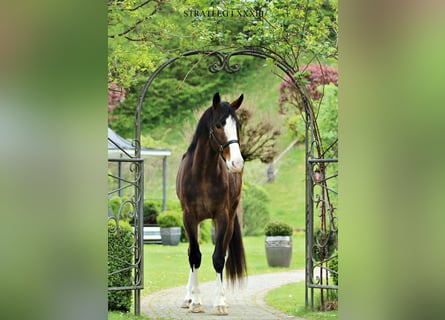 KWPN, Castrone, 4 Anni, 176 cm, Baio
