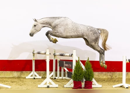 KWPN, Castrone, 4 Anni, 177 cm, Grigio