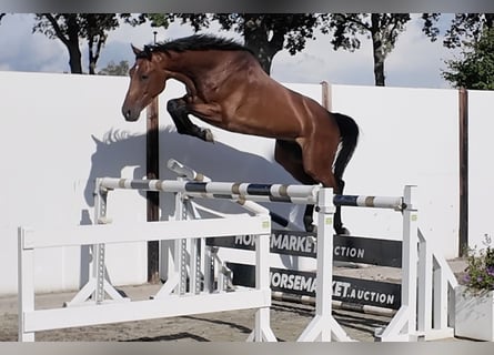 KWPN, Castrone, 5 Anni, 163 cm, Baio