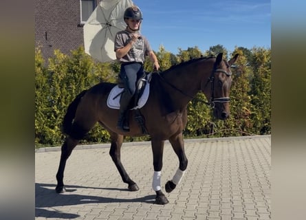 KWPN, Castrone, 5 Anni, 165 cm, Baio
