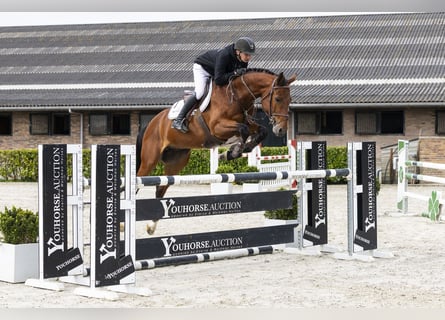 KWPN, Castrone, 5 Anni, 165 cm