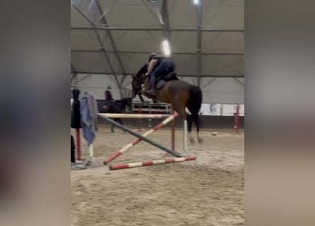 KWPN, Castrone, 5 Anni, 166 cm, Baio scuro