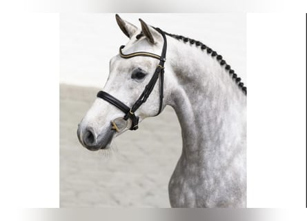 KWPN, Castrone, 5 Anni, 166 cm, Grigio