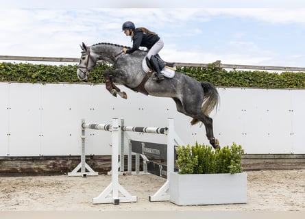 KWPN, Castrone, 5 Anni, 166 cm, Grigio pezzato