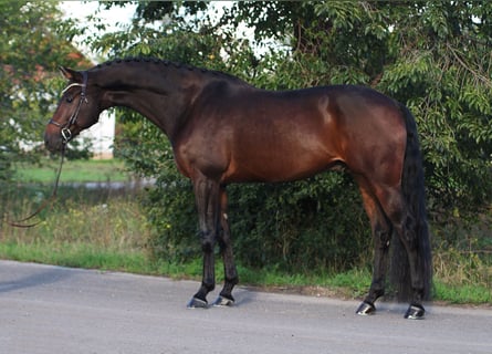 KWPN, Castrone, 5 Anni, 168 cm, Baio scuro