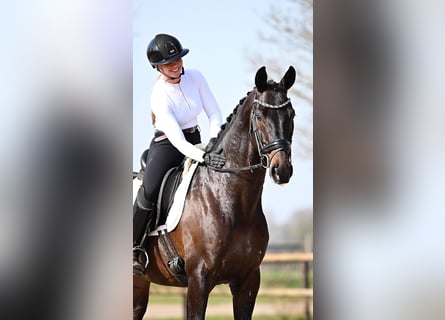 KWPN, Castrone, 5 Anni, 168 cm, Baio scuro