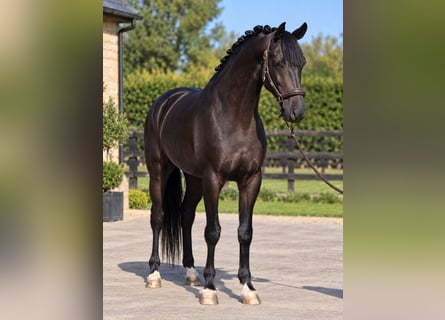 KWPN, Castrone, 5 Anni, 168 cm, Morello