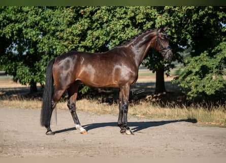 KWPN, Castrone, 5 Anni, 169 cm, Baio