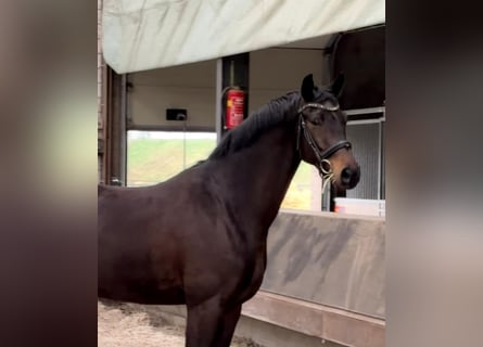 KWPN, Castrone, 5 Anni, 170 cm, Baio scuro