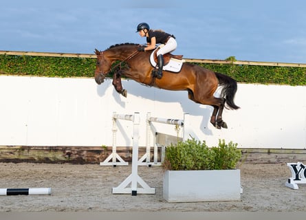 KWPN, Castrone, 5 Anni, 170 cm, Baio scuro