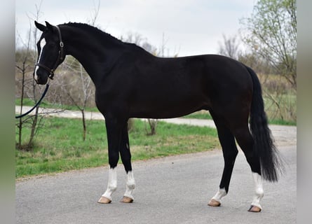 KWPN, Castrone, 5 Anni, 170 cm, Morello