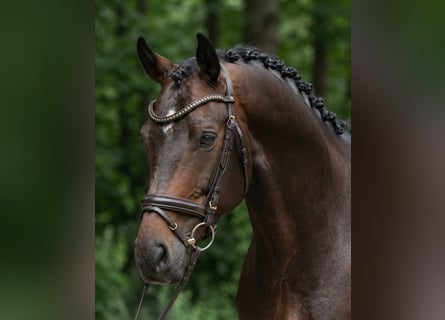 KWPN, Castrone, 5 Anni, 171 cm, Baio scuro
