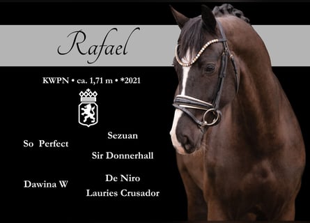 KWPN, Castrone, 5 Anni, 171 cm, Morello