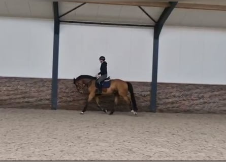 KWPN, Castrone, 5 Anni, 172 cm, Baio