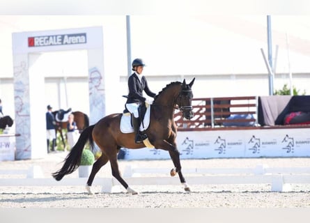 KWPN, Castrone, 5 Anni, 172 cm, Baio scuro