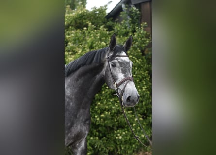 KWPN, Castrone, 5 Anni, 175 cm, Grigio pezzato