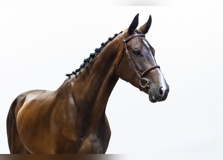 KWPN, Castrone, 5 Anni, 176 cm, Baio scuro