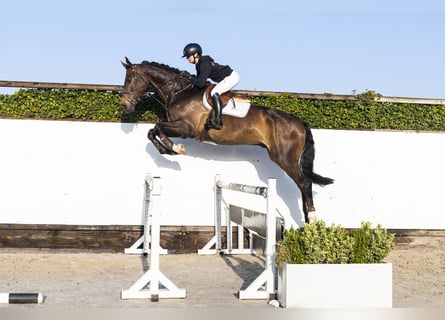 KWPN, Castrone, 5 Anni, 178 cm