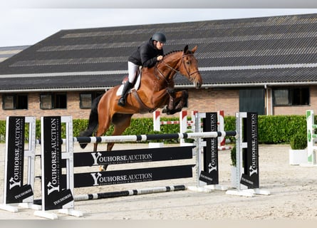 KWPN, Castrone, 5 Anni, 182 cm, Baio