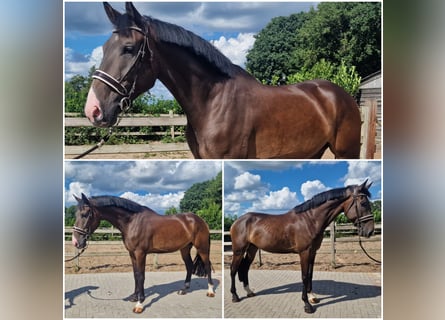 KWPN, Castrone, 5 Anni, Baio scuro