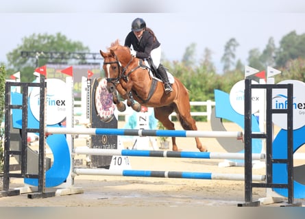 KWPN, Castrone, 6 Anni, 155 cm, Sauro
