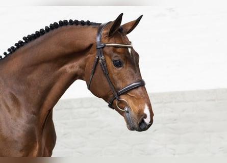 KWPN, Castrone, 6 Anni, 165 cm