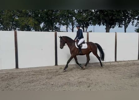 KWPN, Castrone, 6 Anni, 166 cm, Baio scuro