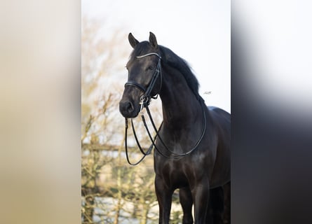 KWPN, Castrone, 6 Anni, 167 cm, Morello