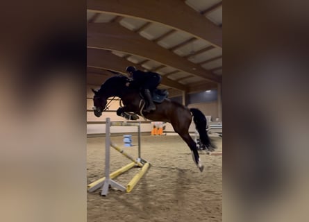 KWPN, Castrone, 6 Anni, 168 cm, Baio