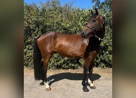 KWPN, Castrone, 6 Anni, 168 cm, Baio